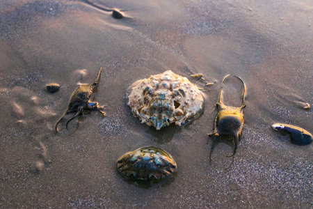 Crab shells and stingray eggs washed up in a storm on the sandy shore of a beach near Brighton Beach in the evening, USAの写真素材