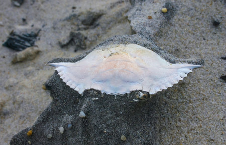 Carapace of a crab on the sand after a strong wind on the ocean shore in New Jersey, USAの写真素材
