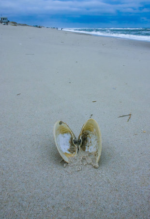A bivalve shell on the sand, washed ashore by a storm in Island Beach State Park