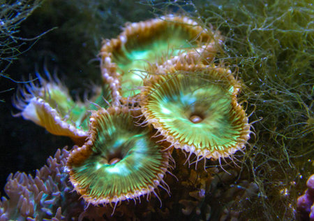 Green White Striped Polyp (Zoanthus sp.), Colorful button corals swaying under the sea water, USAの写真素材