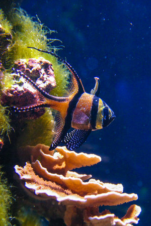 Banggai cardinal fish (Pterapogon kauderni), colorful fish in a coral aquarium