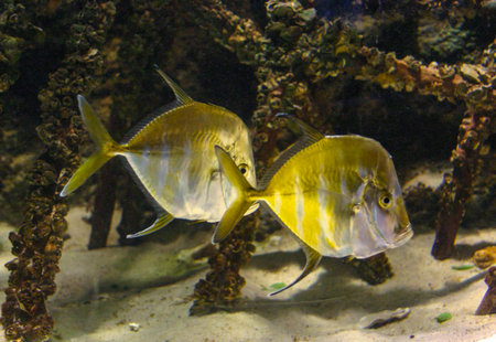 The Look Down Fish, Selene vomer, also known as the Lookdown Fish, Philadelphia, USA
