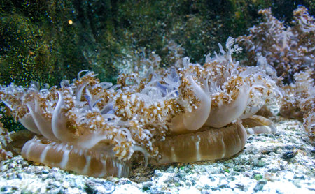 Upside-down jellyfish - Cassiopea andromeda - mangrove jellyfish symbiotic with algae, lying on the...