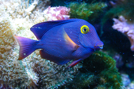 Yellow Eyed Kole Tang in reef aquarium, Ctenochaetus strigosusの写真素材