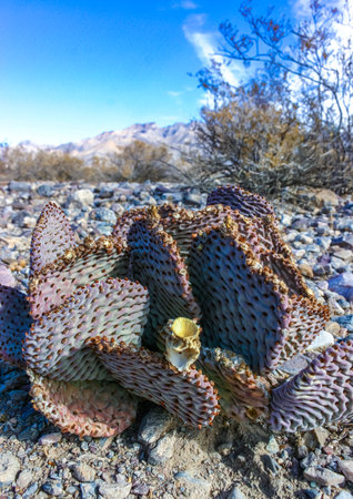 Dehydrated Beavertail cactus (Opuntia basilaris), prickly pear cactus, California, USAの写真素材