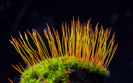 Purple Moss (Ceratodon purpureus), moss sporophyte on stones in spring