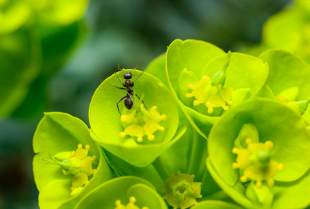 Small ants collect nectar on flowers of ornamental garden milkweedの写真素材