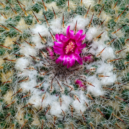 Mammillaria sp., close-up of a cactus blooming with pink flowers in springの写真素材