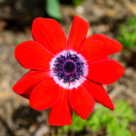 Windflowers Anemone is a genus of flowering plants in the buttercup family Ranunculaceaeの写真素材