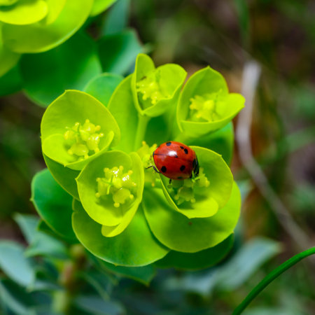 Ladybird beetles eating on a flower blue myrtle spurge, broad-leaved glaucous-spurge (Euphorbia myrsinites)の写真素材