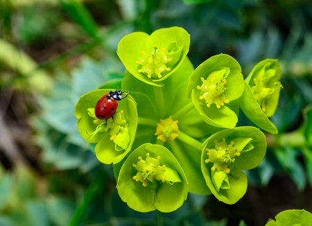 Ladybird beetles eating on a flower blue myrtle spurge, broad-leaved glaucous-spurge (Euphorbia myrsinites)の写真素材