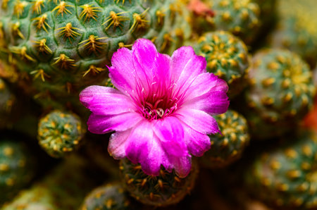 A cactus blooming with a red flower in a collection in springの写真素材