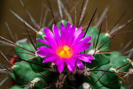Mammillaria sp., close-up of a cactus blooming with pink flowers in spring