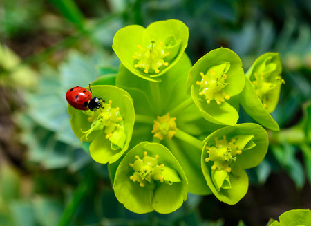 Ladybird beetles eating on a flower blue myrtle spurge, broad-leaved glaucous-spurge (Euphorbia myrsinites)の写真素材