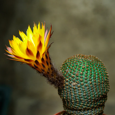 Lobivia famatimensis - cactus blooming with a yellow flower in the spring collection, Ukraineの写真素材