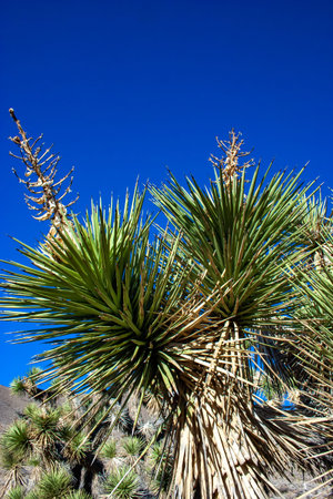 Joshua tree, palm tree yucca (Yucca brevifolia), thickets of yucca and other drought-resistant plants on the slopes of the Sierra Nevada mountains, California, USAの写真素材