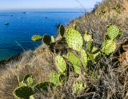 Opuntia cacti on the slopes of the mountains on Catalina Island in the Pacific, Californiaの写真素材