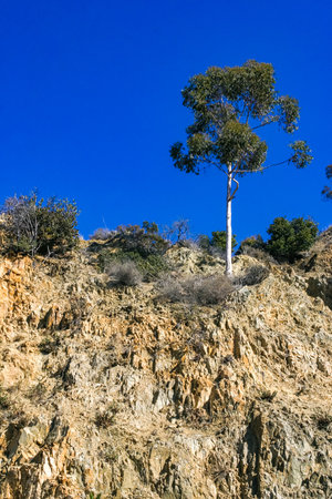 Eucalyptus and other plants against a blue sky on Catalina Island in the Pacific Ocean, Californiaの写真素材
