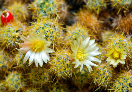 Texas nipple cactus (Mammillaria prolifera), blooming cactus with small yellow spines in a botanical...