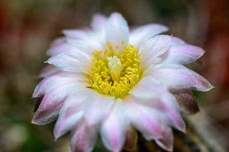 Blooming cactus with long spines in a botanical collectionの写真素材