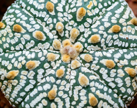 Cacti Astrophytum asterias cv. Super Kabuto, close-up of a hybrid plant from a botanical collectionの写真素材