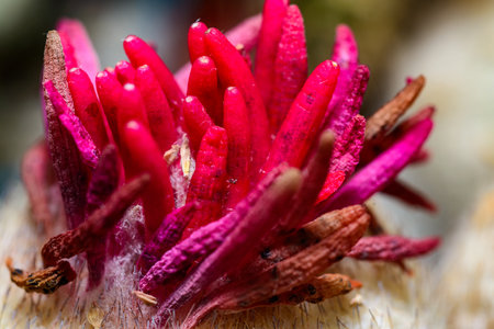 Red fruits with seeds on a cactus in a botanical plant collectionの写真素材