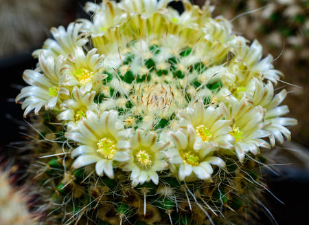 Mammillaria sp., close-up of a cactus blooming with pink flowers in springの写真素材