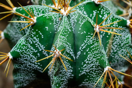 Cacti Astrophytum ornatum, the bishop cap or monk hood cactusの写真素材