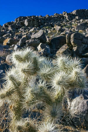 (Cylindropuntia bigelovii) - cactus shape with long silvery spines with rock desert near Joshua Tree...