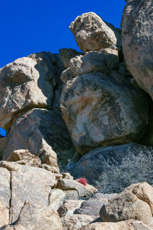 Desert barrel cactus (Ferocactus cylindraceus) - a cactus with red spines growing in a rock crack in the desert in Joshua Tree National Park, Californiaの写真素材