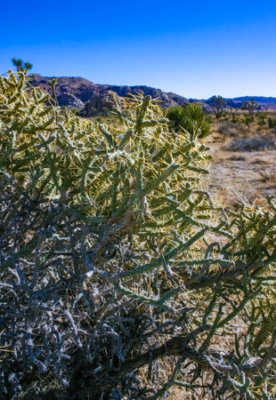 Branched pencil cholla (Cylindropuntia ramosissima) - segmented stem of a cactus with long spines in a rock desert near Joshua Tree NP, Californiaの写真素材