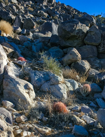 Desert barrel cactus (Ferocactus cylindraceus) - a cactus with red spines growing in a rock crack in the desert in Joshua Tree National Park, Californiaの写真素材