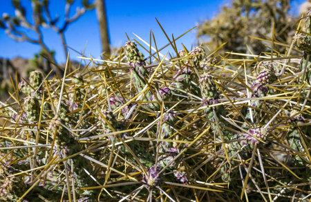 Branched pencil cholla (Cylindropuntia ramosissima) - segmented stem of a cactus with long spines in a rock desert near Joshua Tree NP, Californiaの写真素材