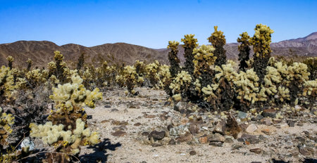 Teddy-bear cholla (Cylindropuntia bigelovii) - desert landscape, large thickets of prickly pear cactus with tenacious yellowish spines in Joshua Tree NP, Californiaの写真素材