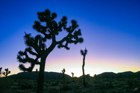Joshua tree, yucca palm (Yucca brevifolia) - silhouette of a giant Yucca tree against the evening sky in Joshua Tree NP, Californiaの写真素材