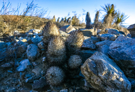 Escobaria chlorantha-miniature frost-resistant cactus in a rock crack in a rock desert in Joshua Tree National Park, Californiaの写真素材