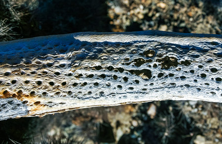 Bry woody core of a dead cactus Teddy-bear cholla (Cylindropuntia) in the rock desert in Joshua Tree National Park, Californiaの写真素材