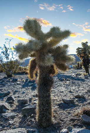 (Cylindropuntia bigelovii) - cactus shape with long silvery spines with rock desert near Joshua Tree NPの写真素材