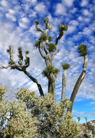 Branched pencil cholla (Cylindropuntia ramosissima) - segmented stem of a cactus with long spines in a rock desert near Joshua Tree NP, Californiaの写真素材