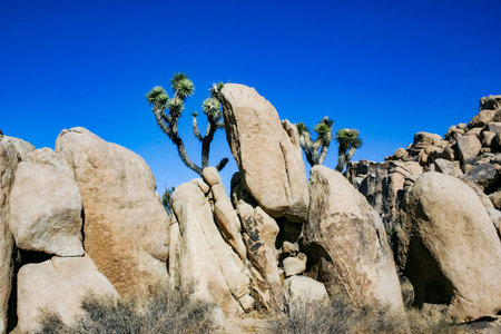 Rock landscape, Yucca Brevifolia Mojave Desert Joshua Tree National Park, CAの写真素材