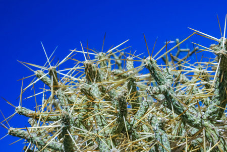 Branched pencil cholla (Cylindropuntia ramosissima) - segmented stem of a cactus with long spines in a rock desert near Joshua Tree NP, Californiaの写真素材