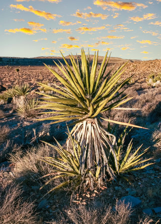 Rock landscape, Yucca Brevifolia Mojave Desert Joshua Tree National Park, CAの写真素材