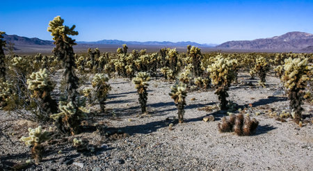 Cylindropuntia bigelovii and Strawberry hedgehog cactus (Echinocereus engelmannii) - a group of spiny cacti with long brown spines in Joshua Tree NP, Californiaの写真素材