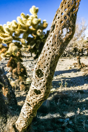 Ðry woody core of a dead cactus Teddy-bear cholla (Cylindropuntia) in the rock desert in Joshua Tree National Park, Californiaの写真素材