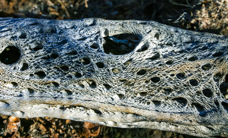 Bry woody core of a dead cactus Teddy-bear cholla (Cylindropuntia) in the rock desert in Joshua Tree National Park, Californiaの写真素材