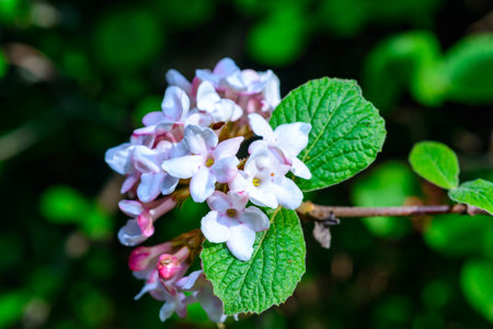 Viburnum carlesii - inflorescence with pink flowers in the garden on a background of green leaves, Ukraineの写真素材