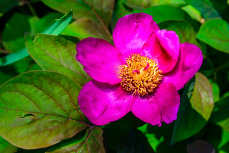 Red flower of garden tree peony, honey plant in the garden, Ukraineの写真素材