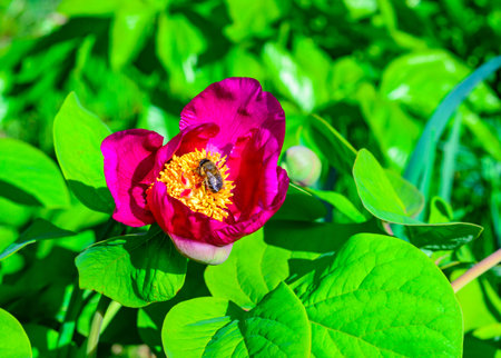 Bees on red peony flowers, honey plant in the gardenの写真素材
