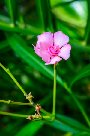 Pink oleander flower on a background of green leaves in the garden, Ukraine