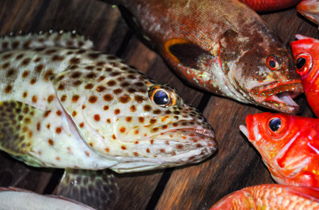 Red and yellow tropical fish (Merou, Lucian) on the deck of a boat, caught in the Red Seaの写真素材